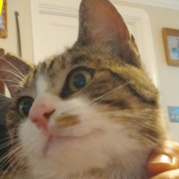 Biscuits thumbnail 3