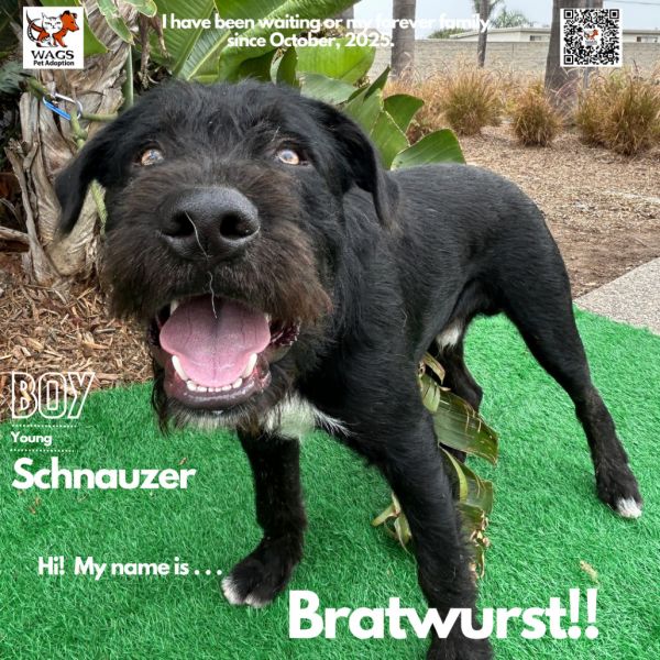 Bratwurst