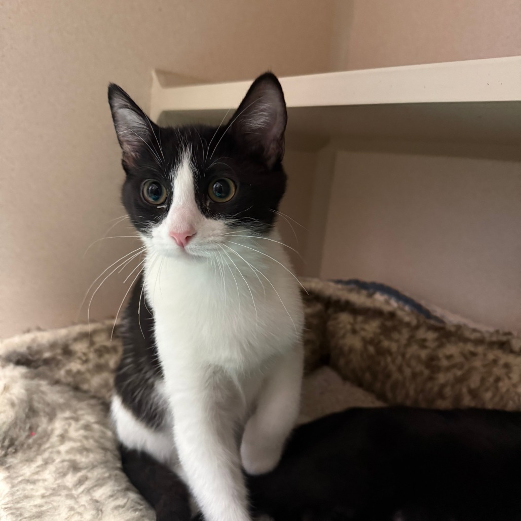 Jazzy, an adoptable Domestic Short Hair in Pagosa Springs, CO, 81147 | Photo Image 1