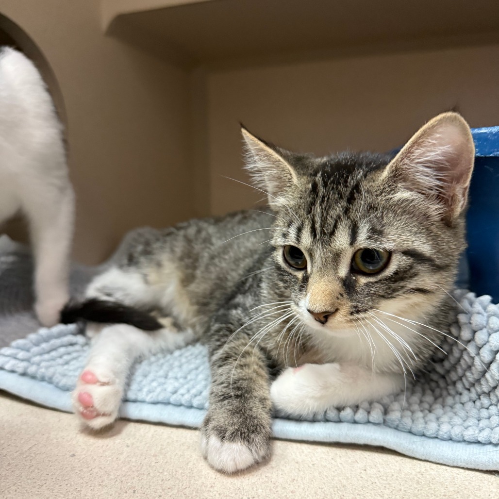 Teddy, an adoptable Domestic Short Hair in Pagosa Springs, CO, 81147 | Photo Image 1