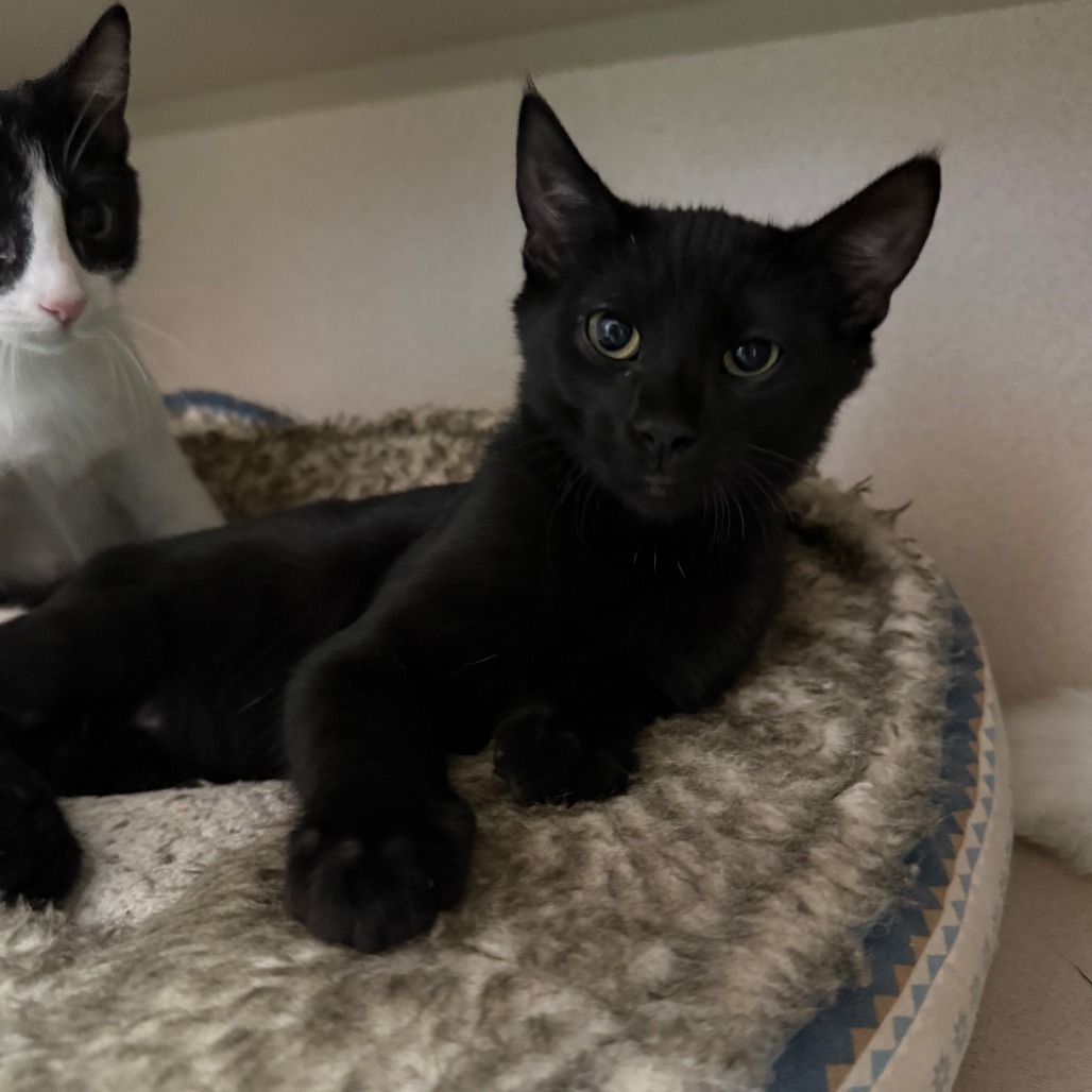 Stormy, an adoptable Domestic Short Hair in Pagosa Springs, CO, 81147 | Photo Image 1