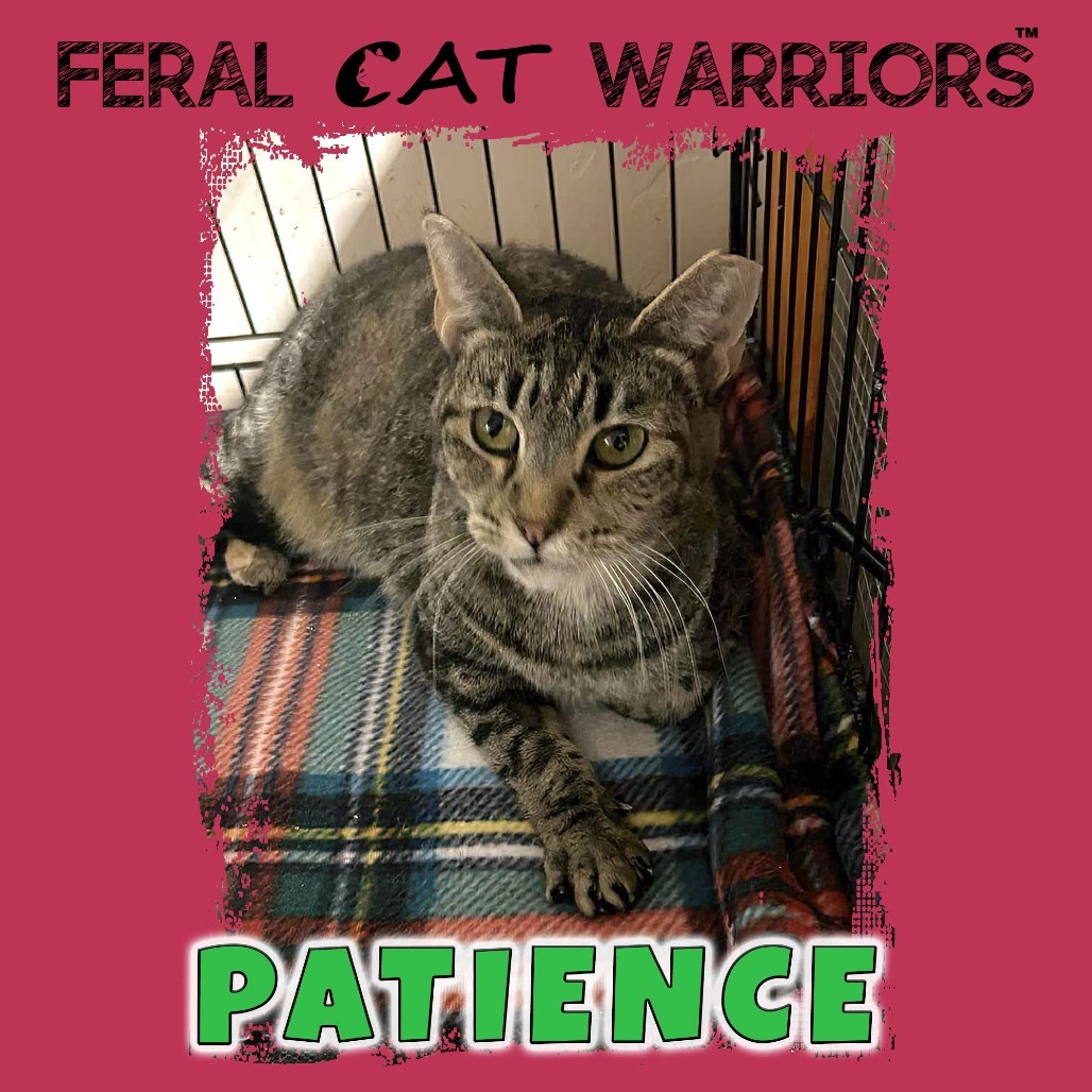 K23346/Patience, an adoptable Domestic Short Hair in Kingman, AZ, 86401 | Photo Image 1