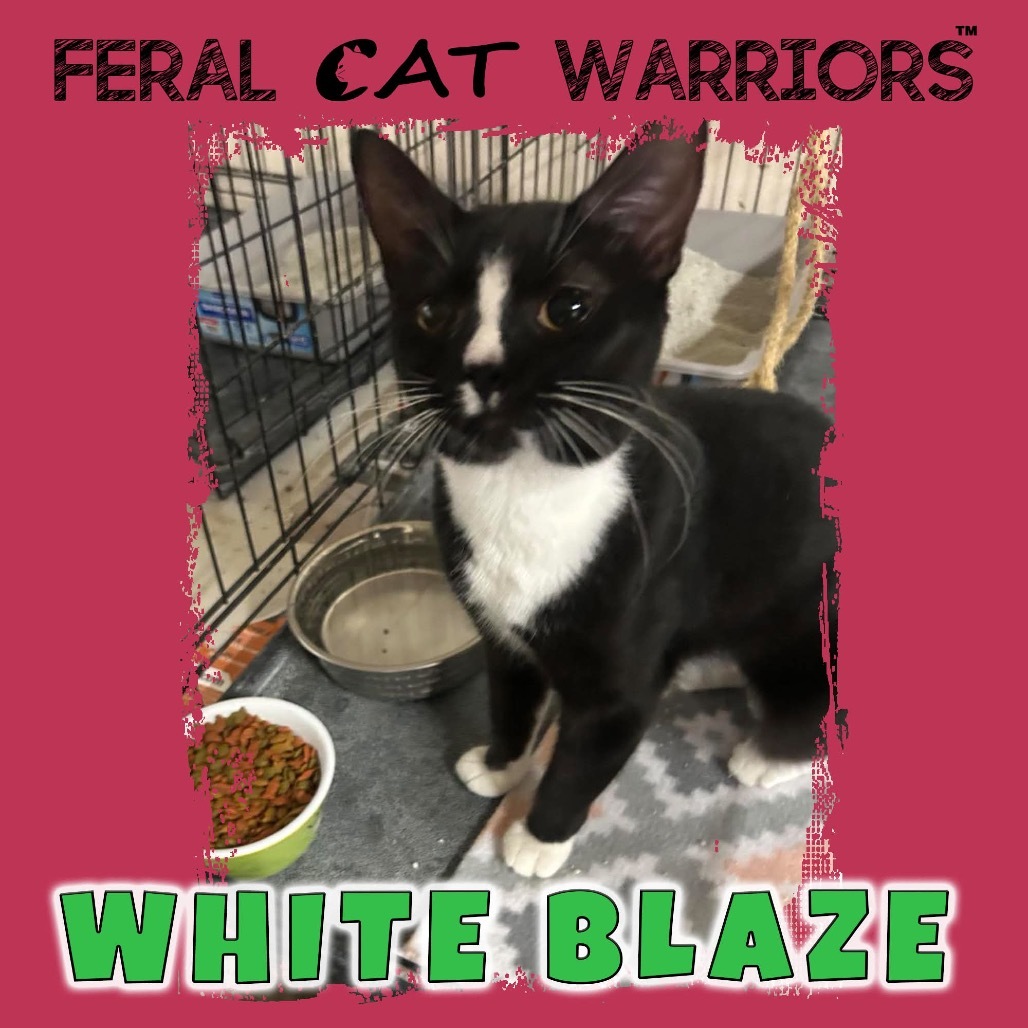 White blaze, an adoptable Domestic Short Hair in Kingman, AZ, 86401 | Photo Image 1
