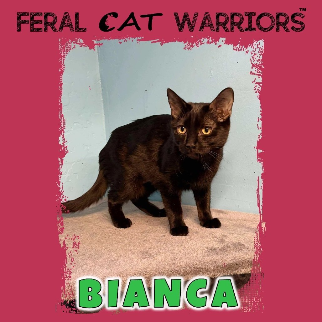 Bianca, an adoptable Domestic Short Hair in Kingman, AZ, 86401 | Photo Image 1