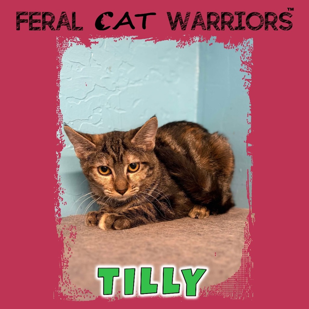 Tilly, an adoptable Domestic Short Hair in Kingman, AZ, 86401 | Photo Image 1