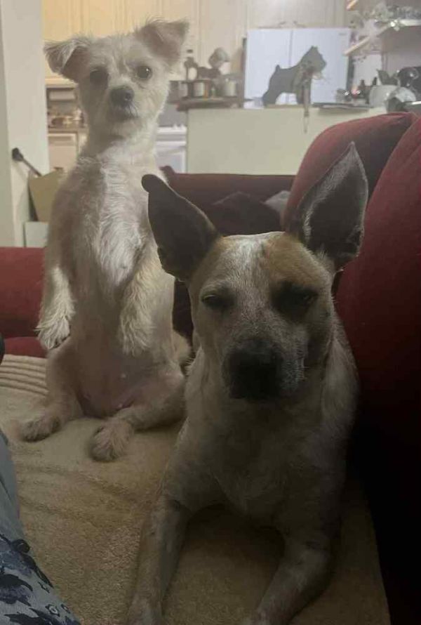 Sweet Cheeks thumbnail 2