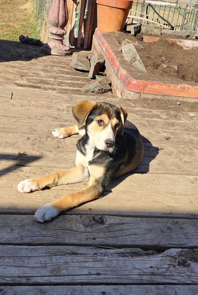 RIPLEY (snoopy)
