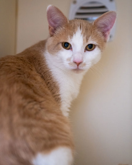 Marmalade, an adoptable Domestic Short Hair in Pequot Lakes, MN, 56472 | Photo Image 1