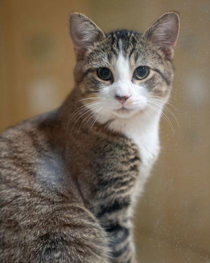 Mick, an adoptable Domestic Short Hair in Pequot Lakes, MN, 56472 | Photo Image 1