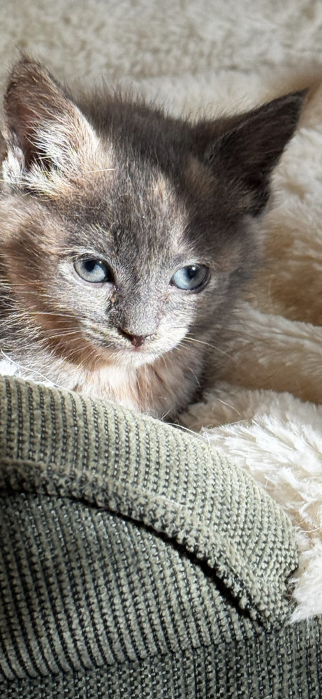 Lullaby Litter