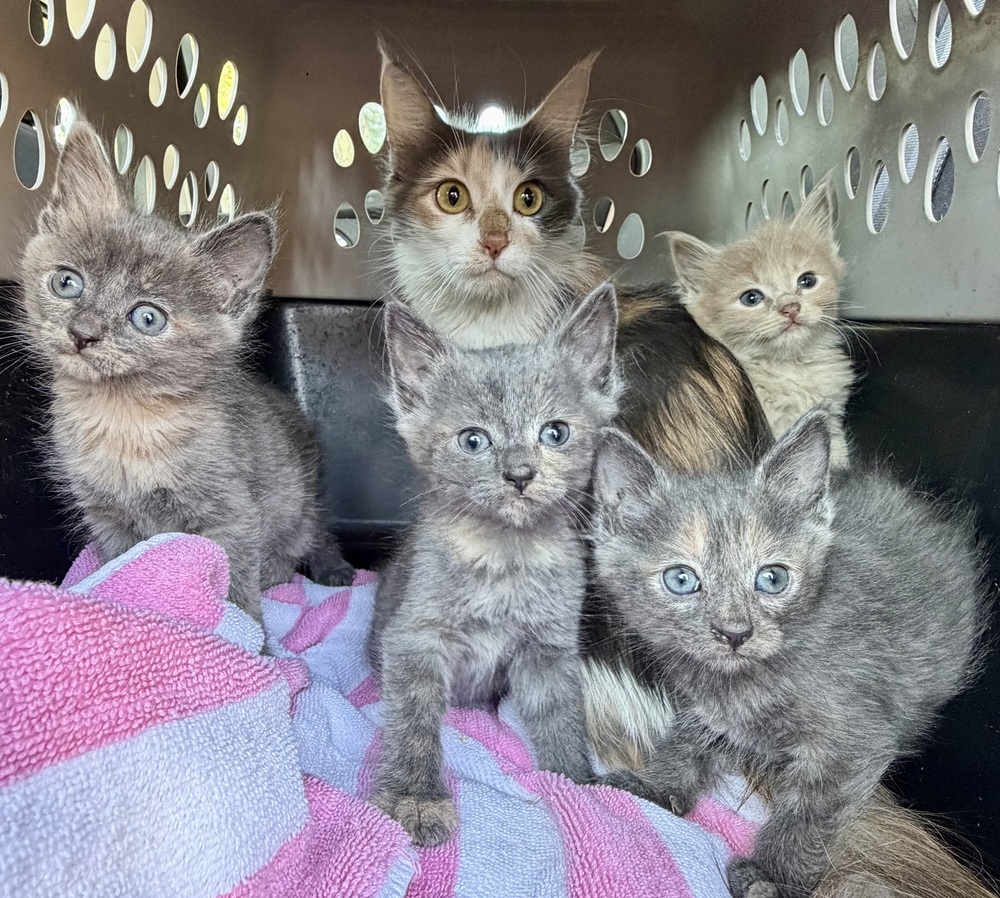 Lullaby Litter