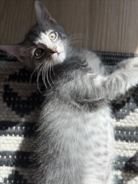 BRUCE