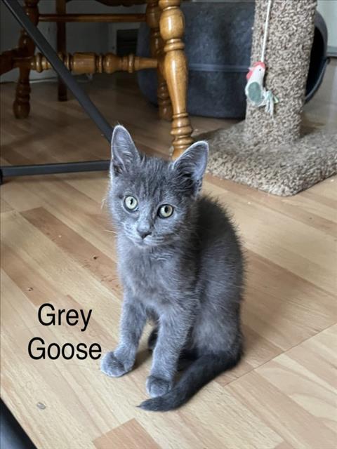GOOSE