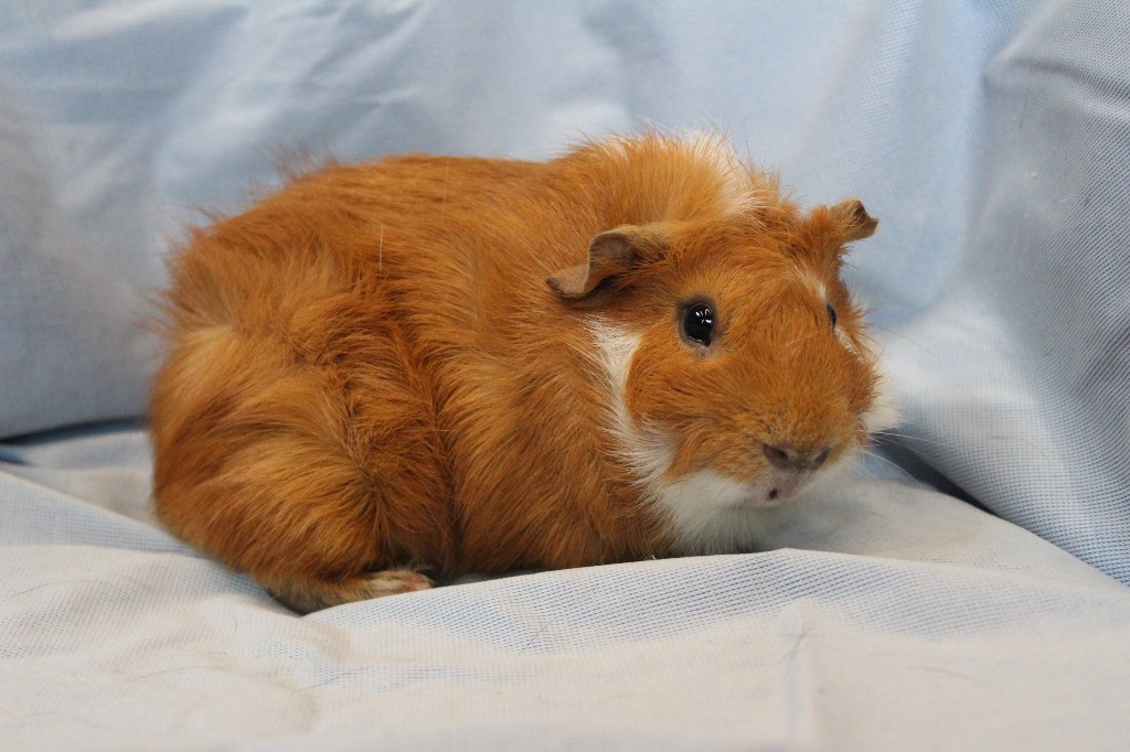 Apple Fritter