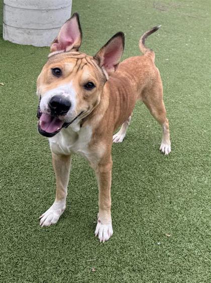 Loki, an adoptable Shar-Pei, Mixed Breed in Hutchinson, KS, 67504 | Photo Image 1
