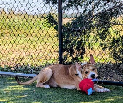 Loki, an adoptable Shar-Pei, Mixed Breed in Hutchinson, KS, 67504 | Photo Image 2