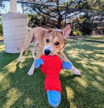 Loki, an adoptable Shar-Pei, Mixed Breed in Hutchinson, KS, 67504 | Photo Image 3