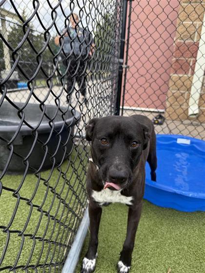 Patch, an adoptable Pit Bull Terrier, Mixed Breed in Hutchinson, KS, 67504 | Photo Image 1