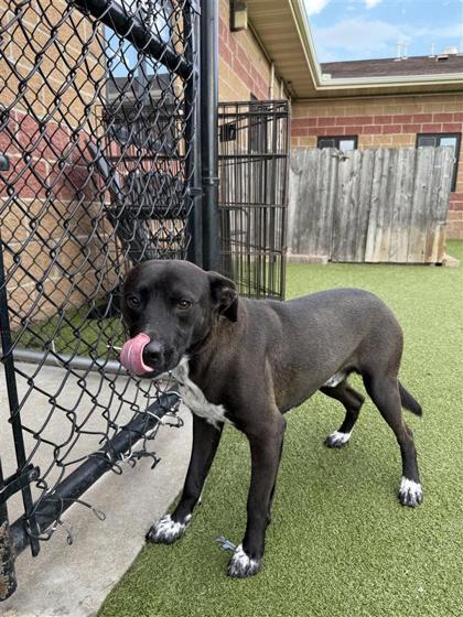 Patch, an adoptable Pit Bull Terrier, Mixed Breed in Hutchinson, KS, 67504 | Photo Image 2