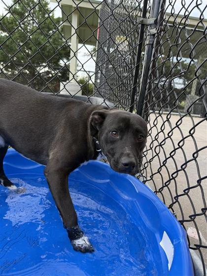 Patch, an adoptable Pit Bull Terrier, Mixed Breed in Hutchinson, KS, 67504 | Photo Image 3