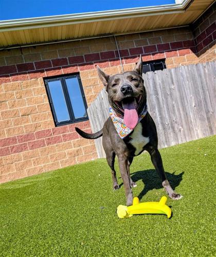 Bonnie, an adoptable Mixed Breed in Hutchinson, KS, 67504 | Photo Image 1