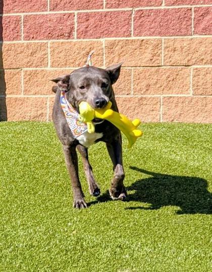 Bonnie, an adoptable Mixed Breed in Hutchinson, KS, 67504 | Photo Image 2