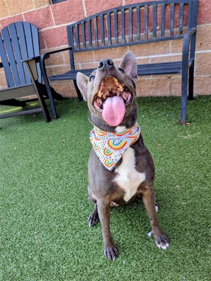 Bonnie, an adoptable Mixed Breed in Hutchinson, KS, 67504 | Photo Image 3