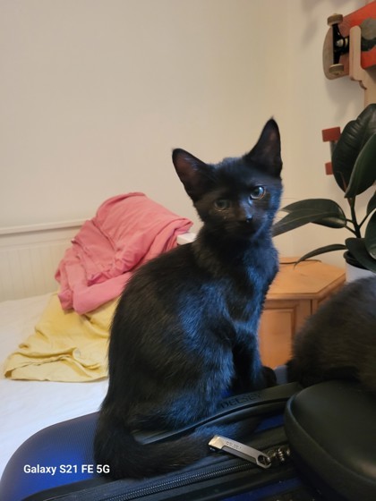 Henriette