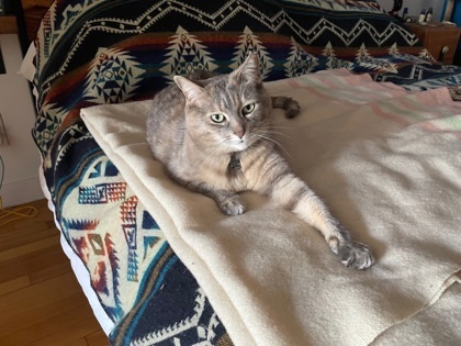 Minoune (Fat)
