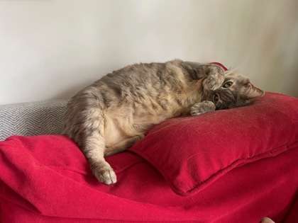 Minoune (Fat)