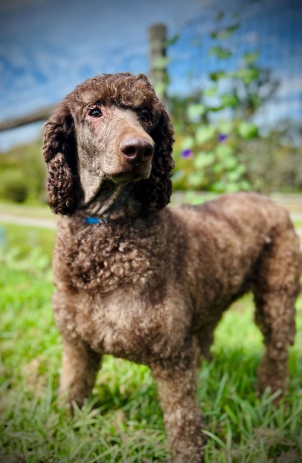 Crownie Aug thumbnail 2