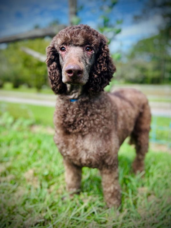 Crownie Aug thumbnail 3