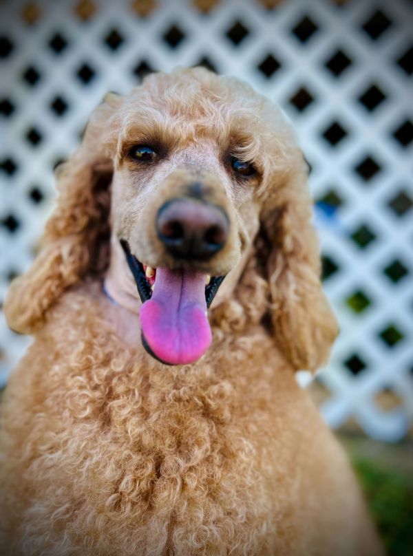 Maude Aug thumbnail 2