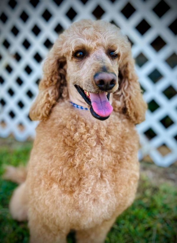 Maude Aug thumbnail 3