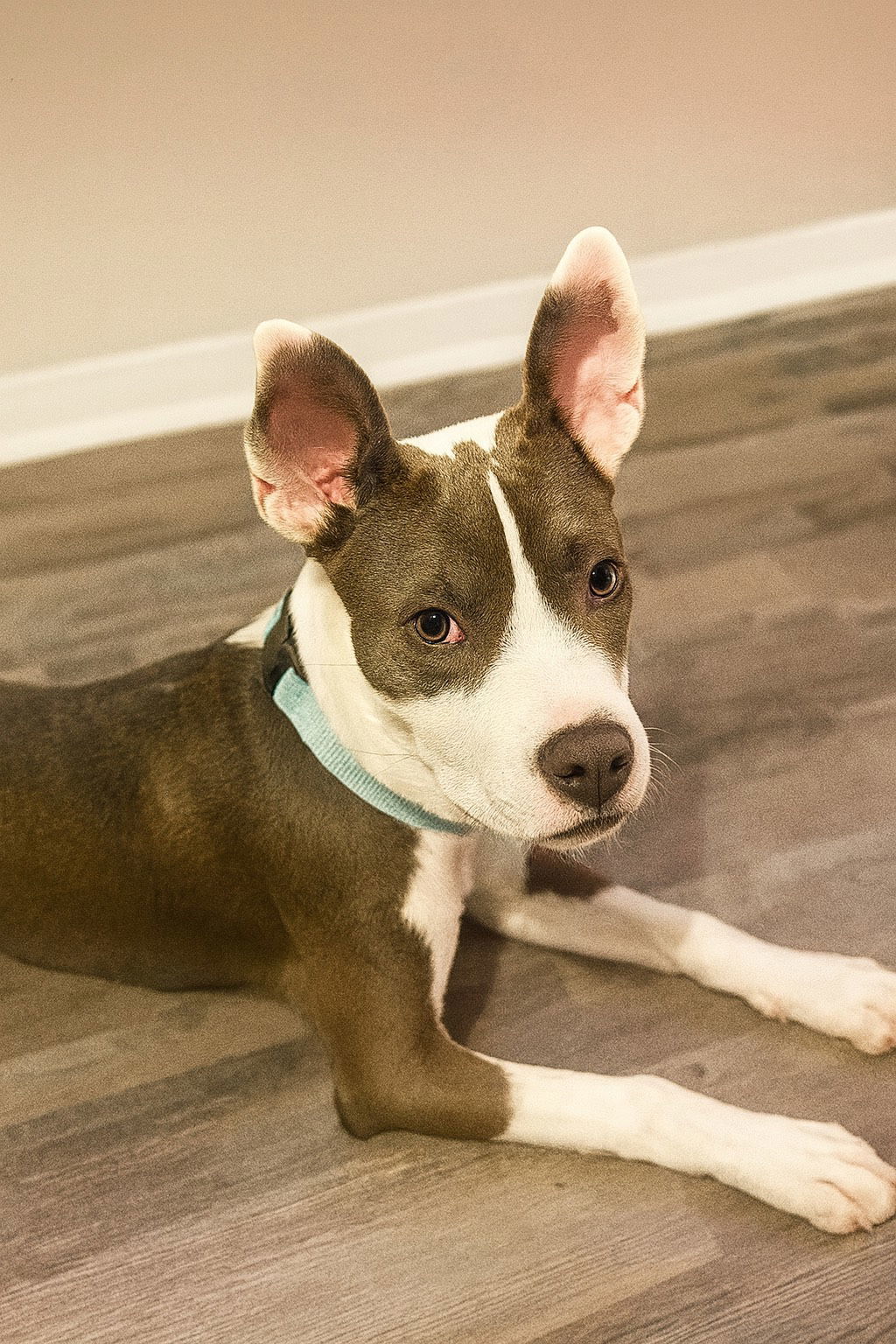 Dallas VII (New Digs)