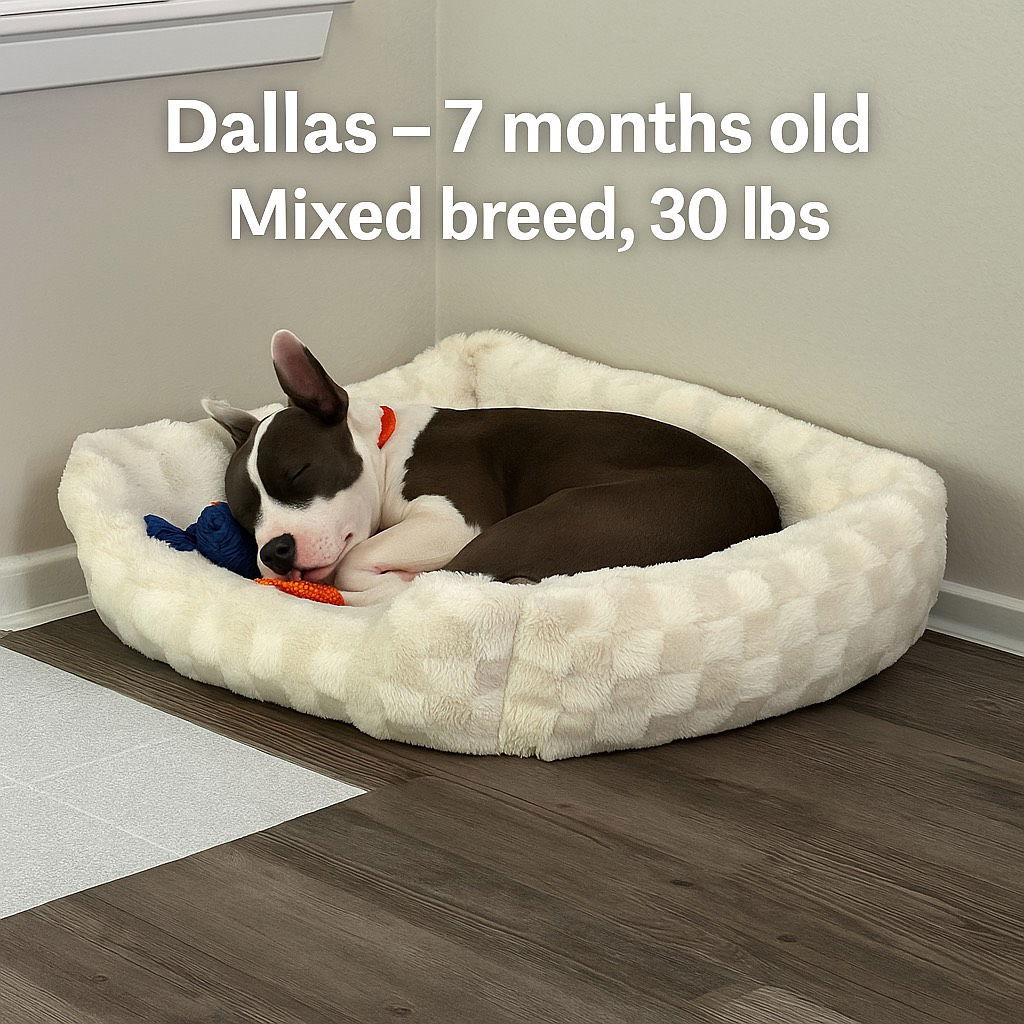 Dallas VII (New Digs)