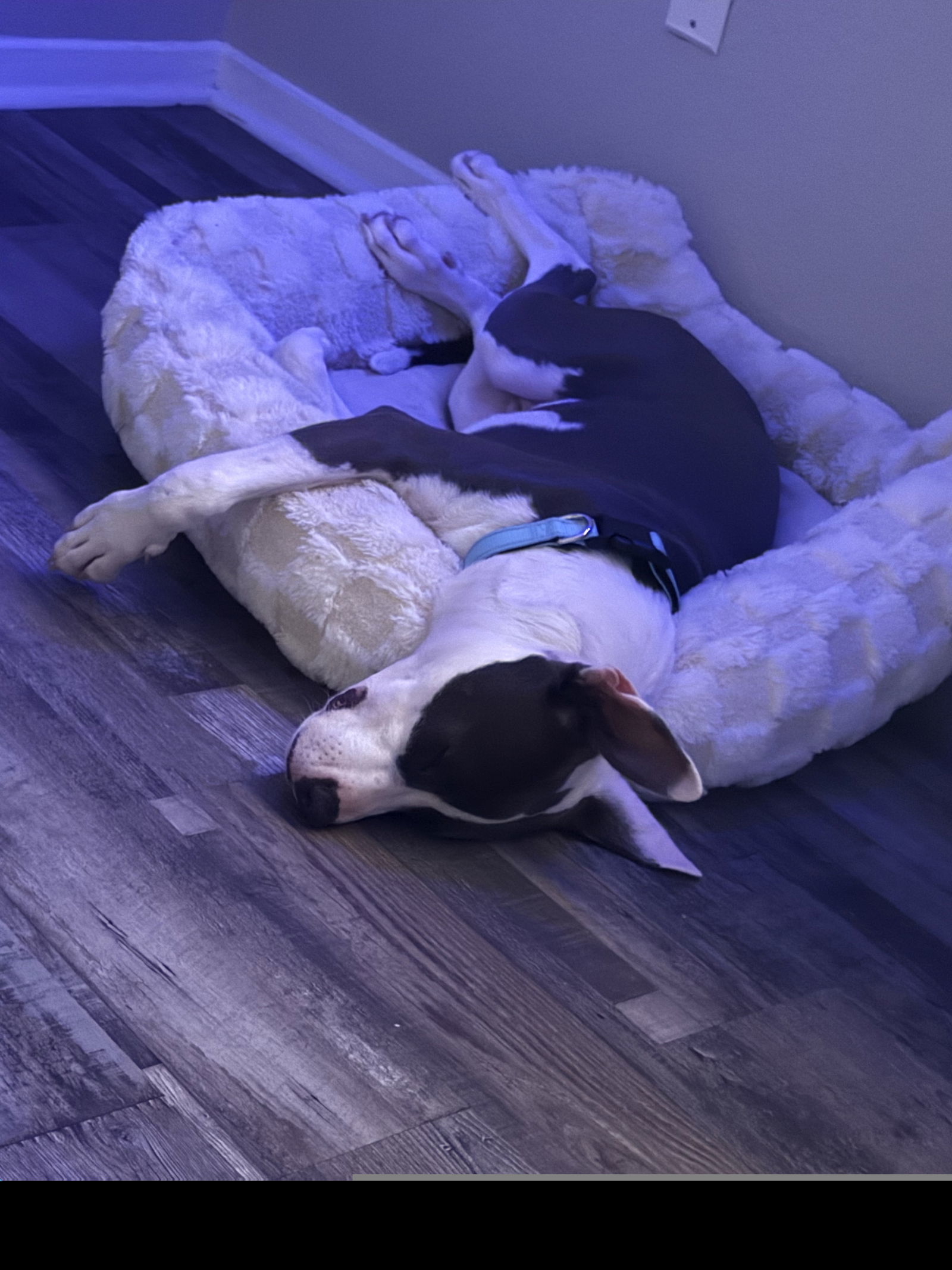 Dallas VII (New Digs)