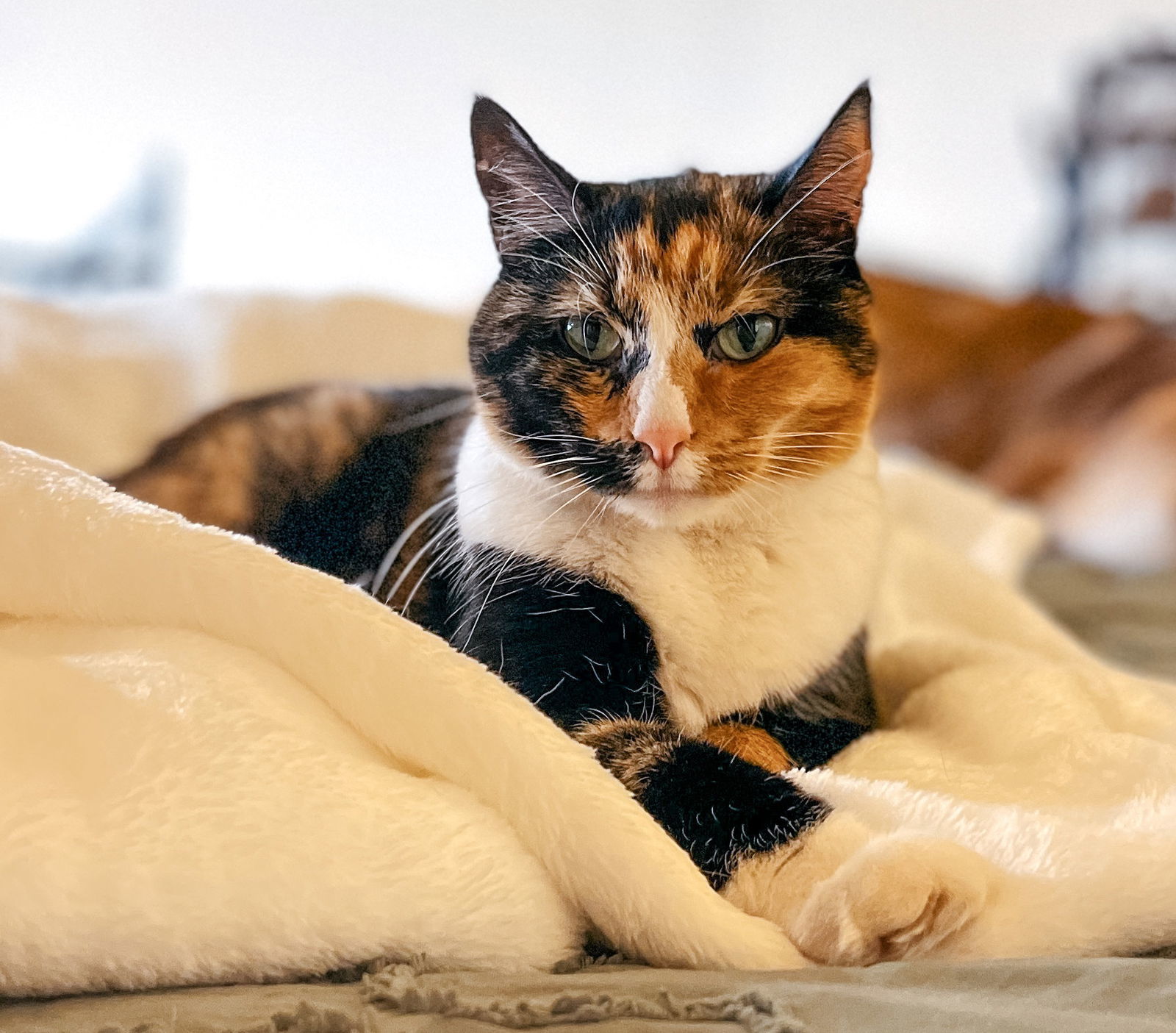 Bella*