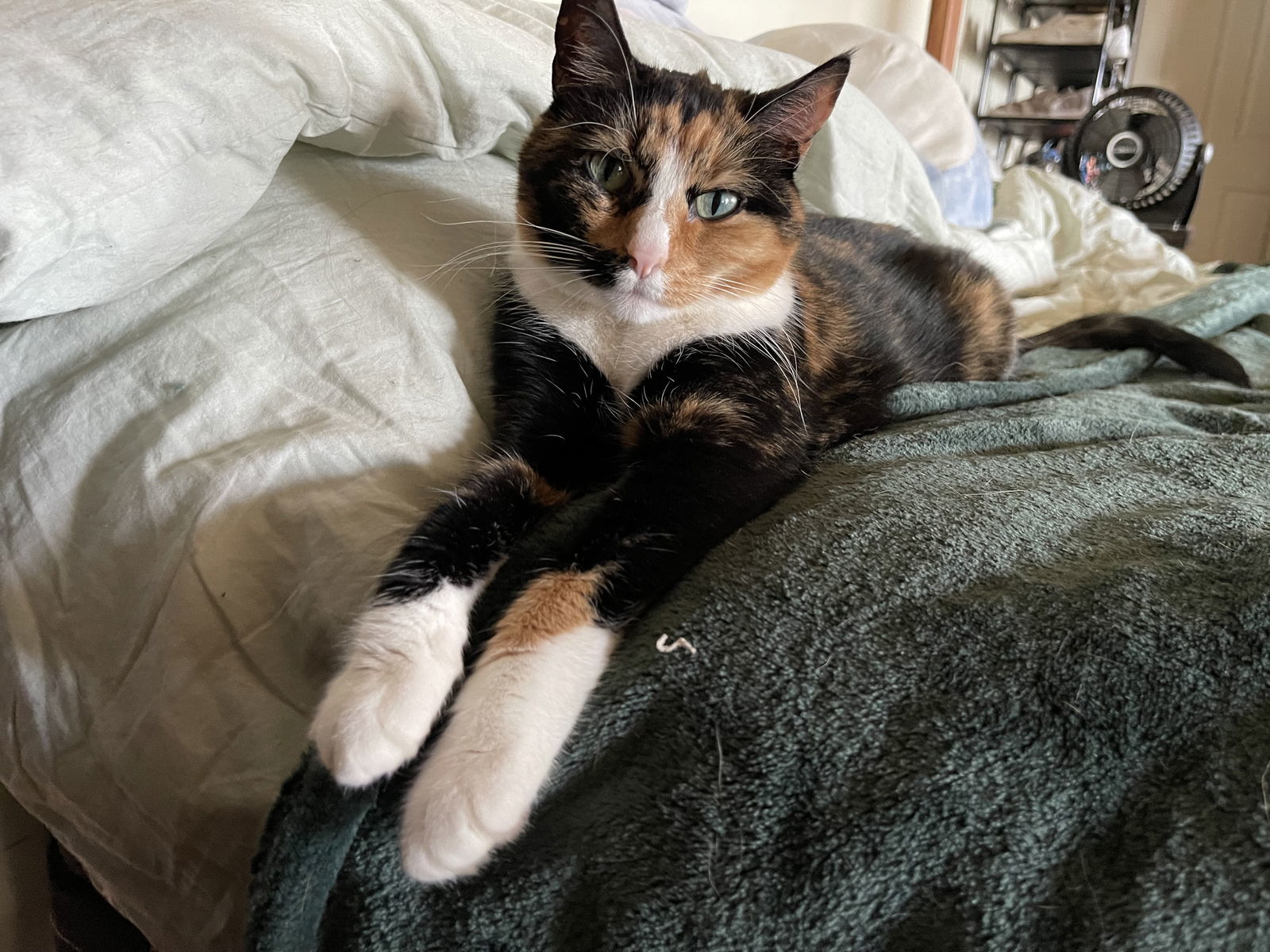 Bella*