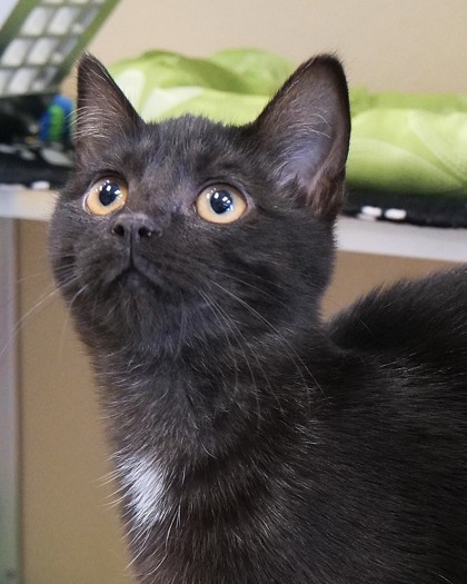 Sabrina
