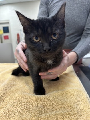 Sabrina