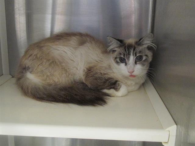 WINTER, an adoptable Himalayan, Domestic Short Hair in Tustin, CA, 92782 | Photo Image 1