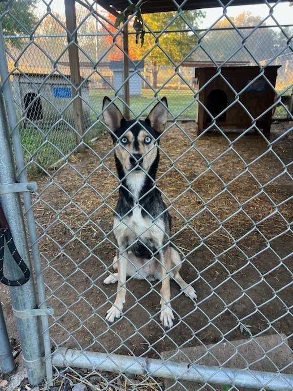 Alani Koda thumbnail 2