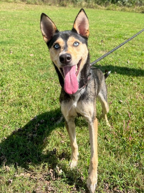 Alani Koda thumbnail 3