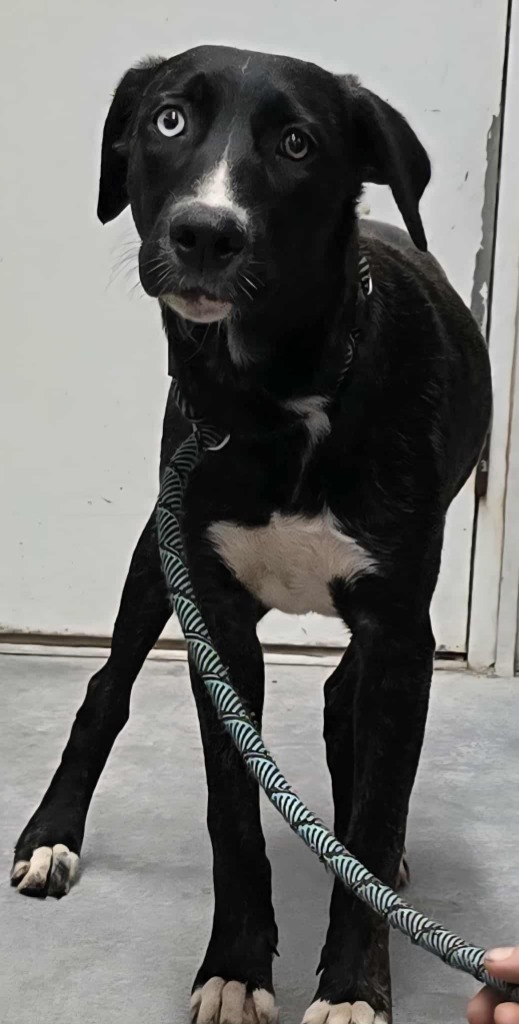Vixen, an adoptable Affenpinscher in Hillsdale, IN, 47854 | Photo Image 1