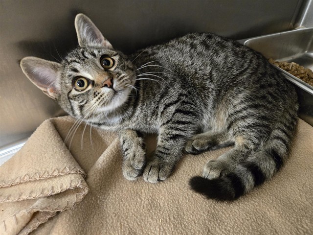 POPPY, an adoptable Domestic Short Hair in Casper, WY, 82601 | Photo Image 1