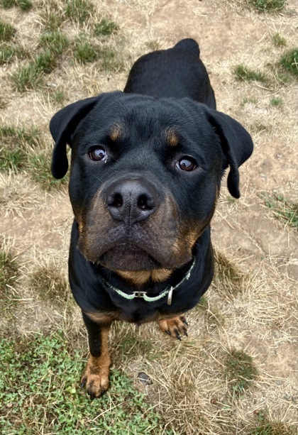 Samson