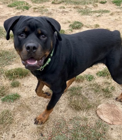 Samson