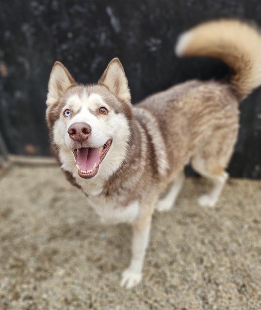 ZEUS