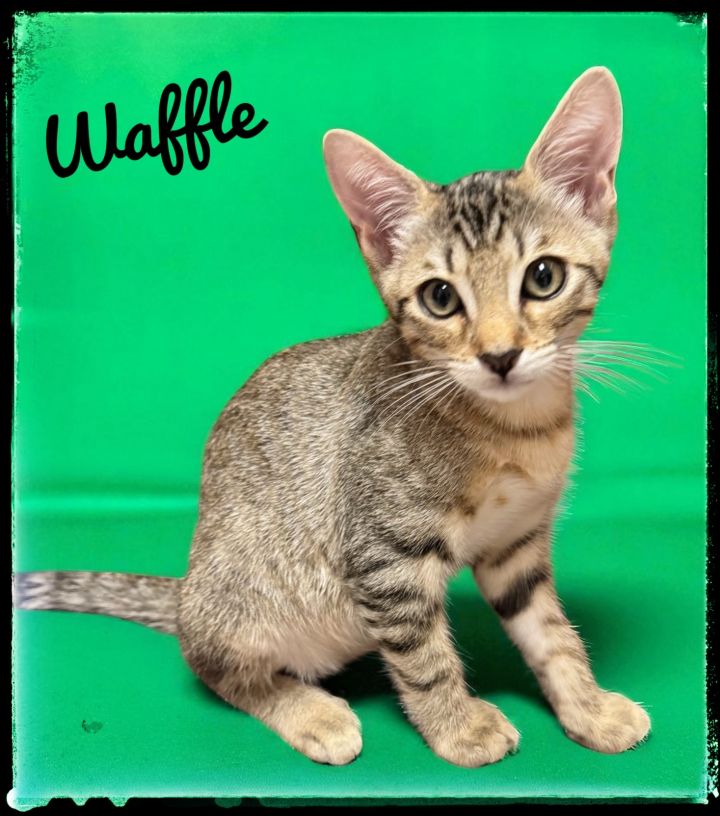 Waffle 1